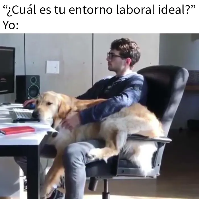 20 Divertidos memes sobre perros que encantarán a todos los dueños