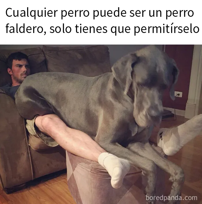 20 Divertidos memes sobre perros que encantarán a todos los dueños