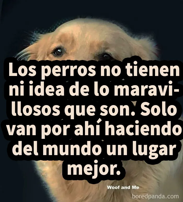 20 Divertidos memes sobre perros que encantarán a todos los dueños
