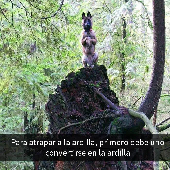 20 Divertidos memes sobre perros que encantarán a todos los dueños