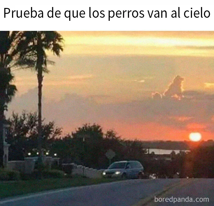 20 Divertidos memes sobre perros que encantarán a todos los dueños