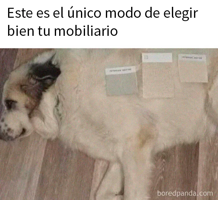 20 Divertidos memes sobre perros que encantarán a todos los dueños