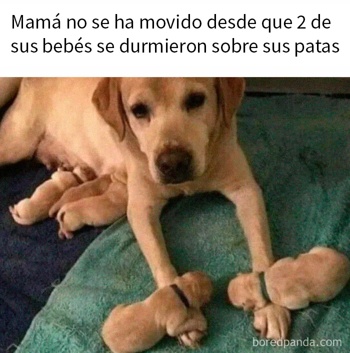 20 Divertidos memes sobre perros que encantarán a todos los dueños