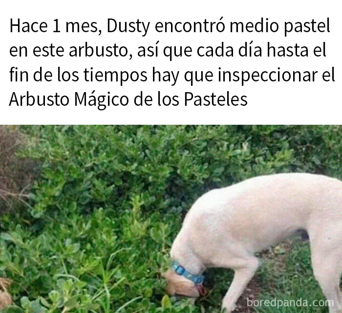 20 Divertidos memes sobre perros que encantarán a todos los dueños