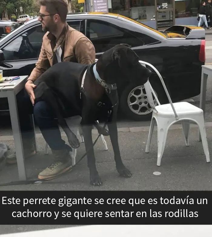 20 Divertidos memes sobre perros que encantarán a todos los dueños
