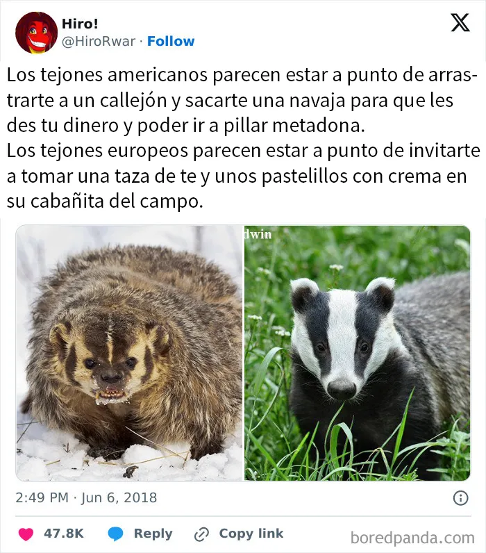 Tejón