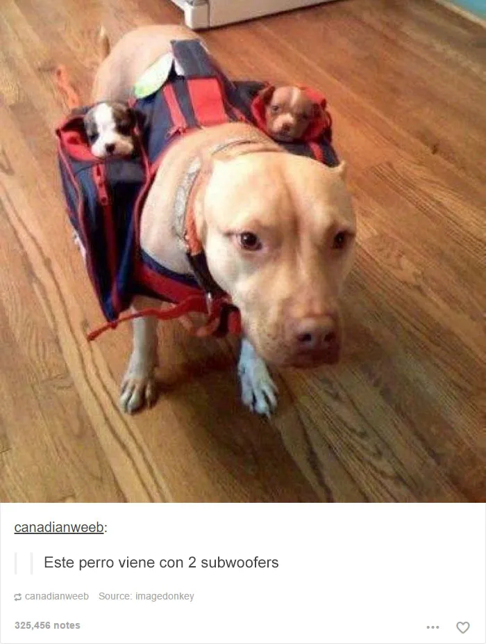 18 Divertidas publicaciones en Tumblr que se merecen releerlas
