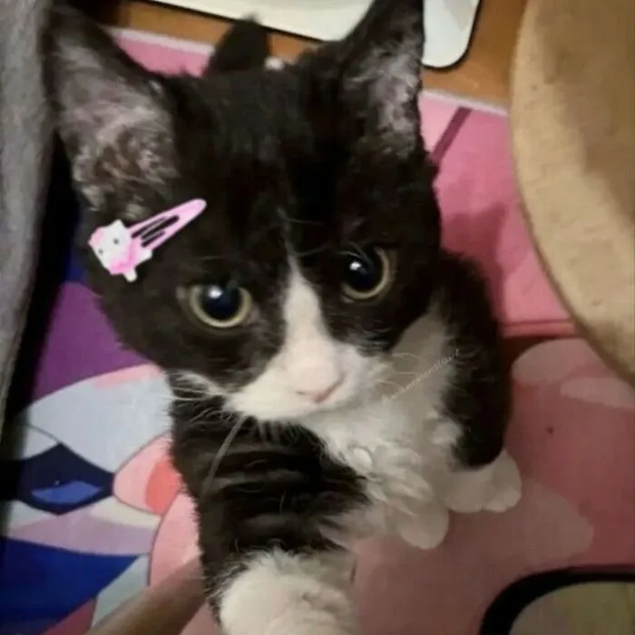 Gato blanco y naranja mirando desde la puerta, con paquete en la alfombra, felino adorable para catwalk y comedia.