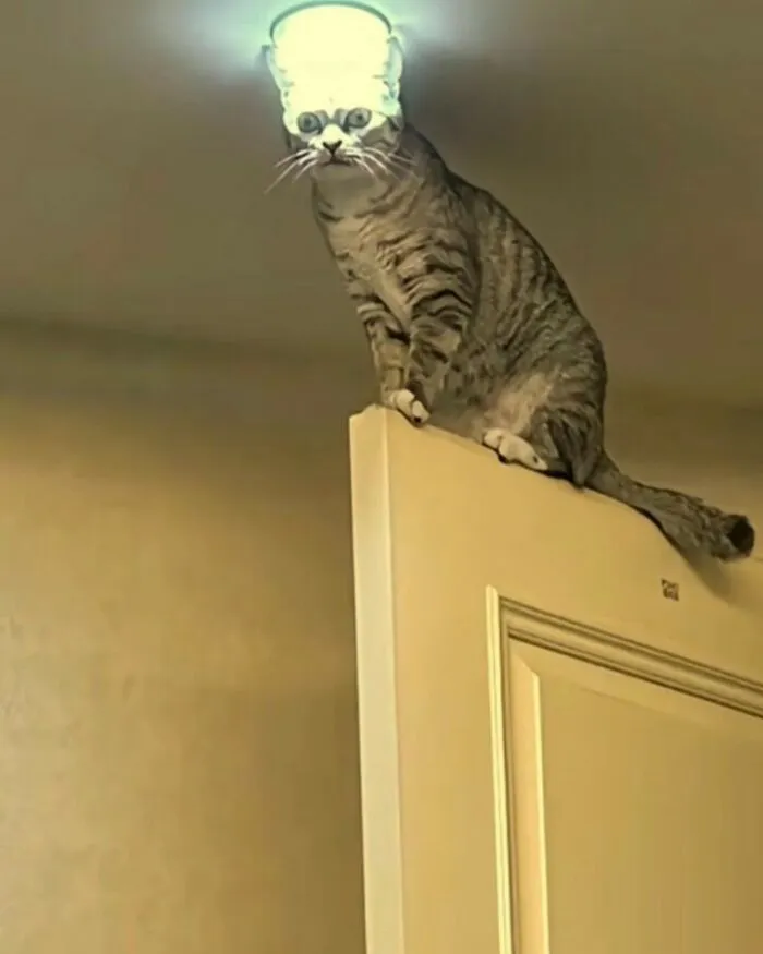 30 Gatos tan adorables como divertidos