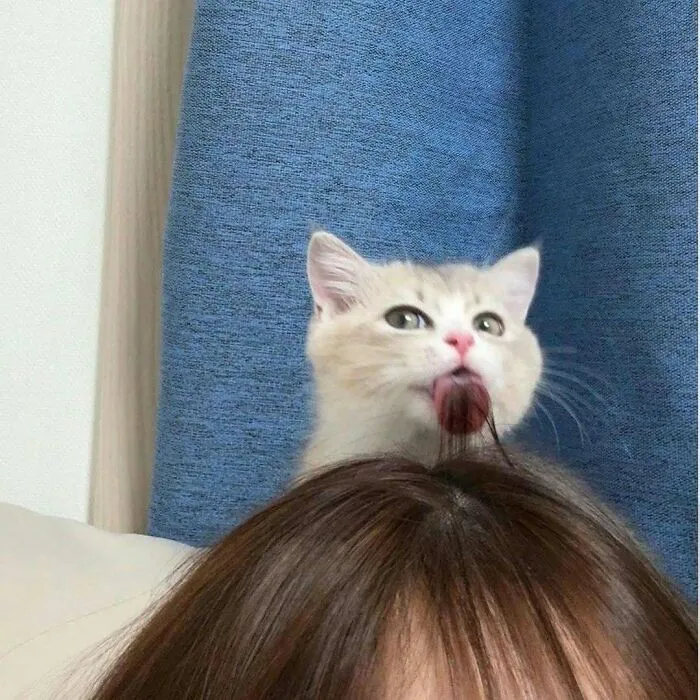 30 Gatos tan adorables como divertidos