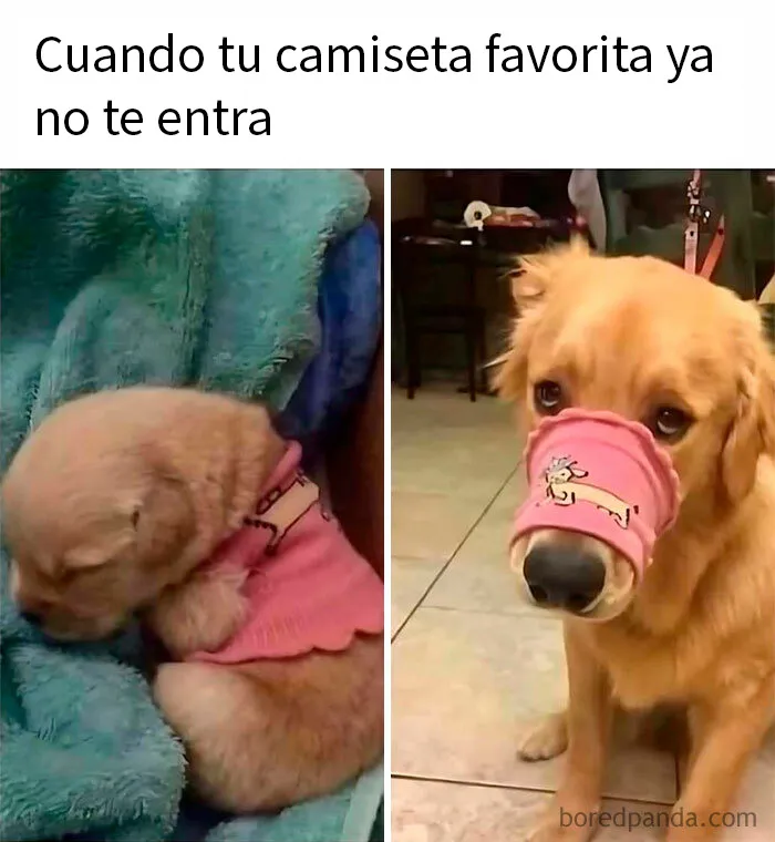 20 Memes aleatorios que demuestran que el humor es nuestro único mecanismo de supervivencia