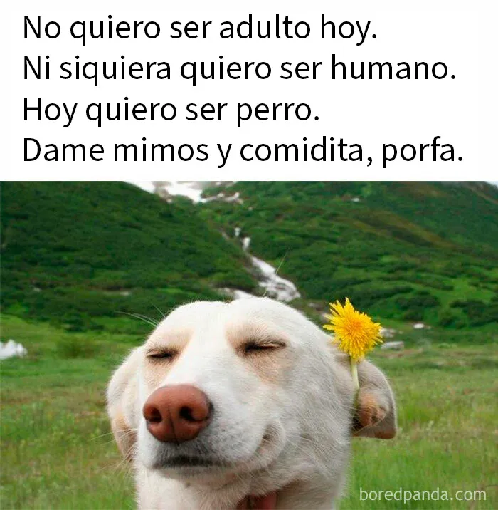 20 Memes aleatorios que demuestran que el humor es nuestro único mecanismo de supervivencia