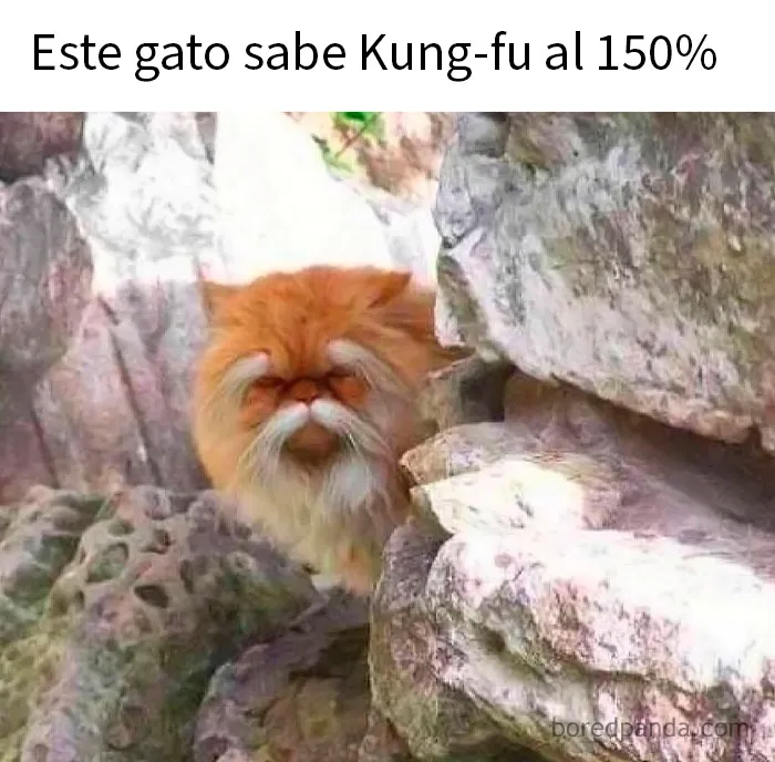 20 Encantadores memes de animales para no pensar en el estado actual del mundo