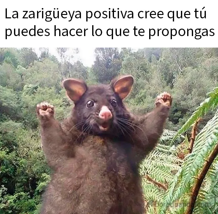 20 Encantadores memes de animales para no pensar en el estado actual del mundo