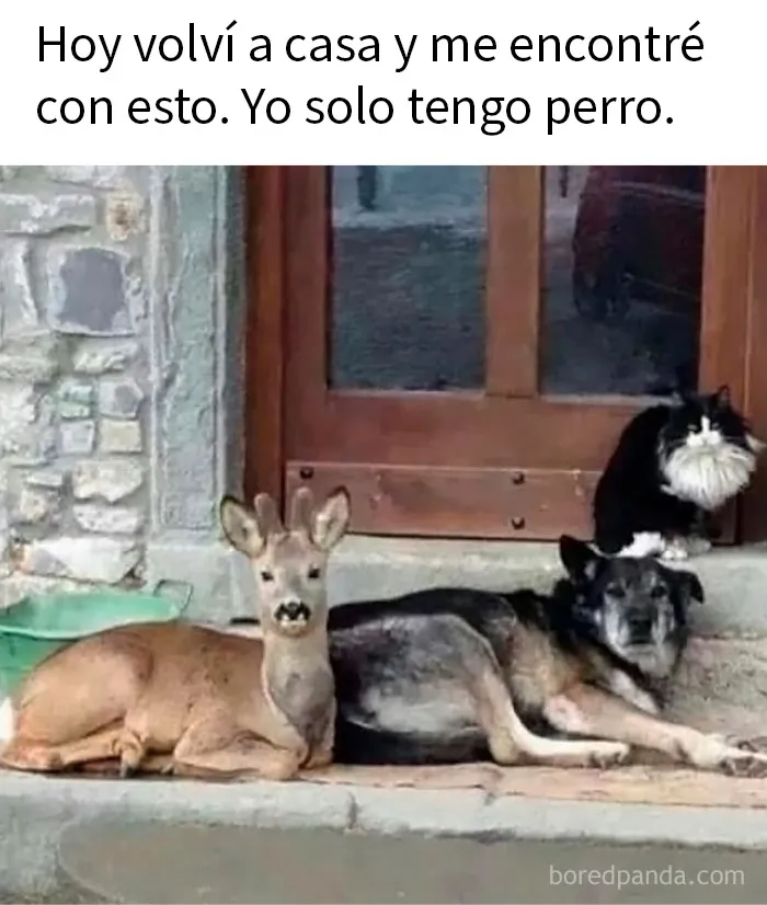 20 Encantadores memes de animales para no pensar en el estado actual del mundo