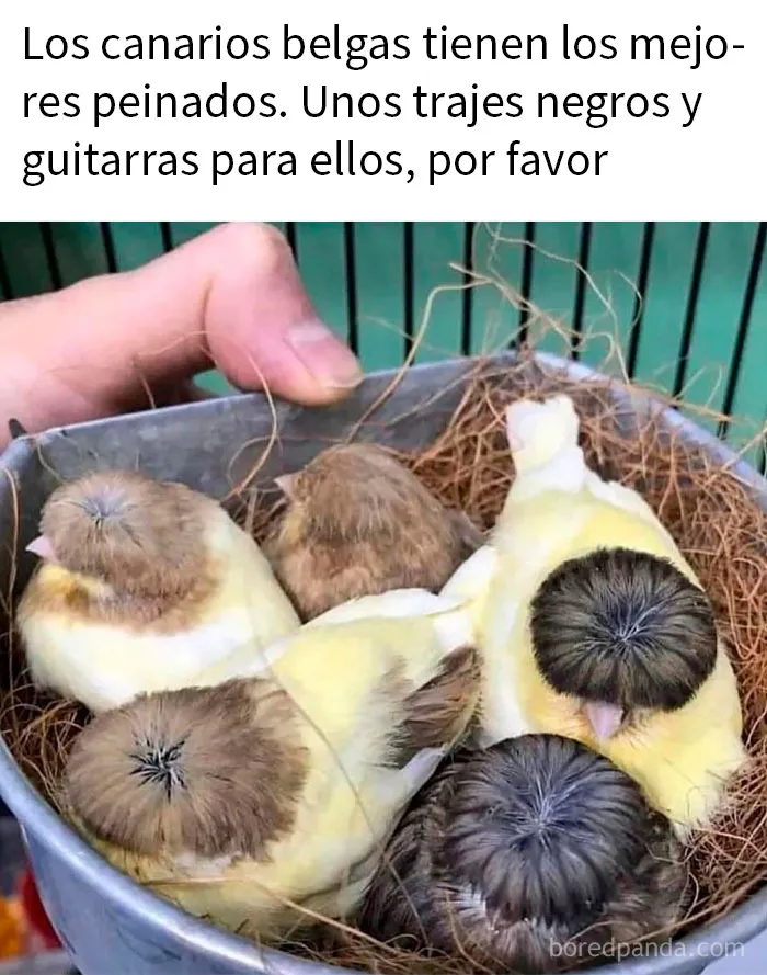 20 Encantadores memes de animales para no pensar en el estado actual del mundo