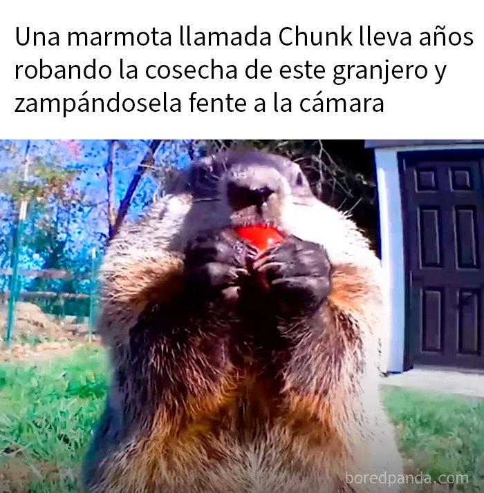 20 Encantadores memes de animales para no pensar en el estado actual del mundo