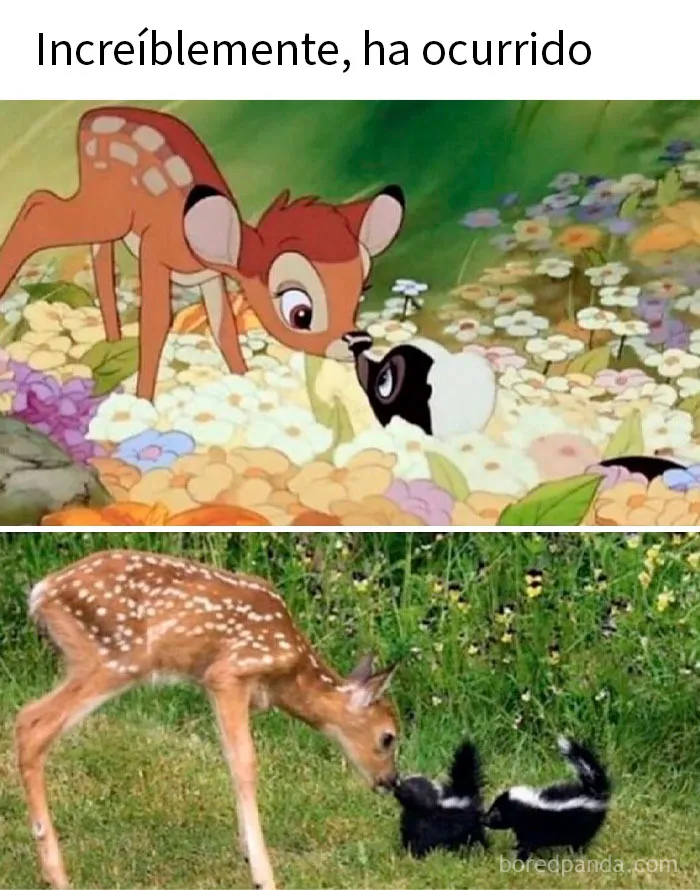 20 Encantadores memes de animales para no pensar en el estado actual del mundo