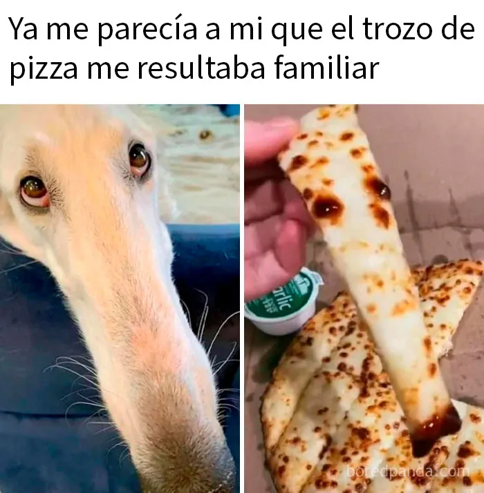 20 Encantadores memes de animales para no pensar en el estado actual del mundo