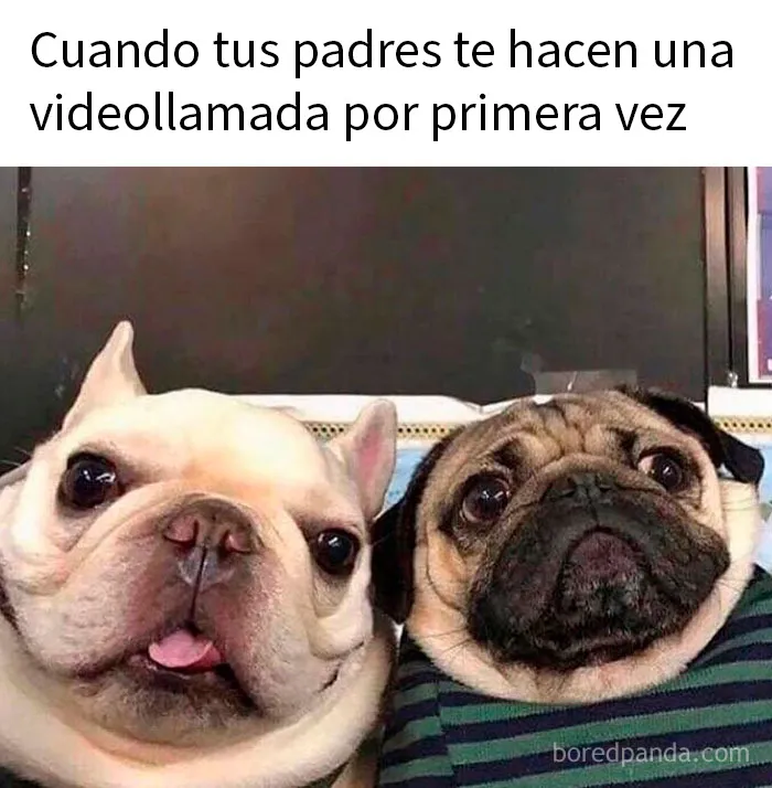 20 Encantadores memes de animales para no pensar en el estado actual del mundo