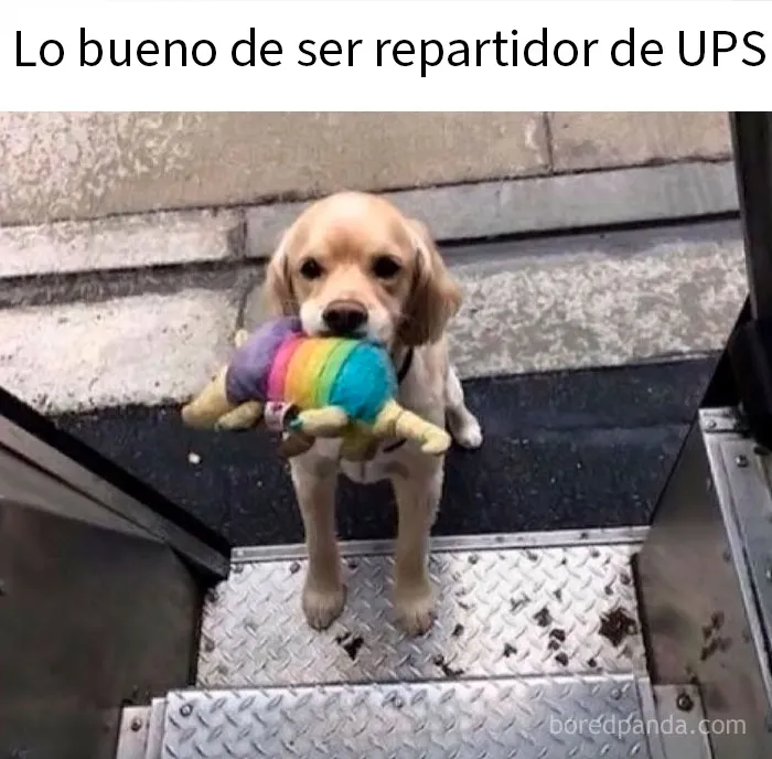 20 Encantadores memes de animales para no pensar en el estado actual del mundo