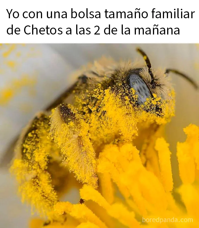 20 Encantadores memes de animales para no pensar en el estado actual del mundo