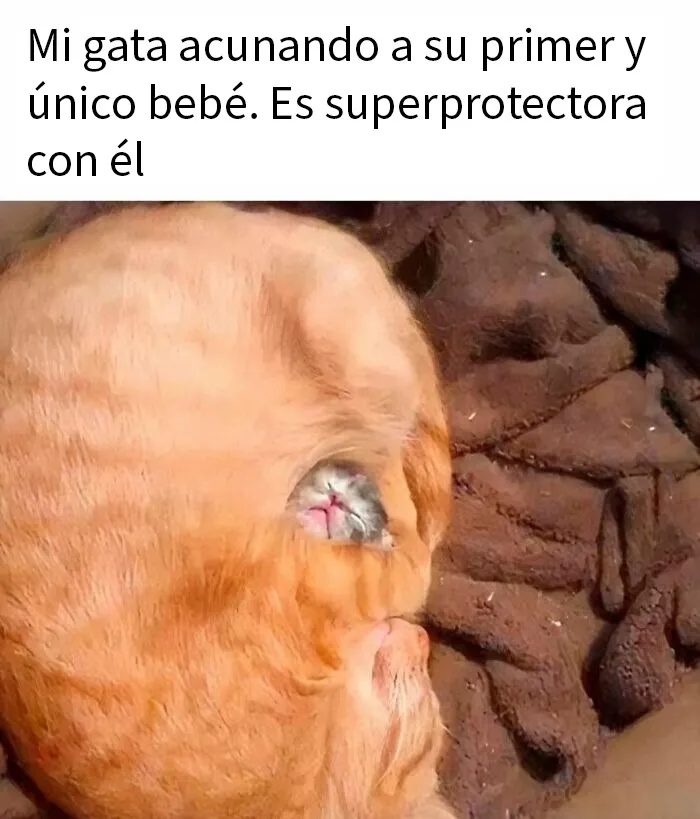 20 Encantadores memes de animales para no pensar en el estado actual del mundo
