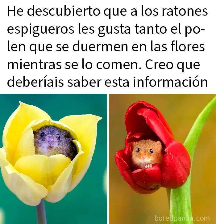 20 Encantadores memes de animales para no pensar en el estado actual del mundo