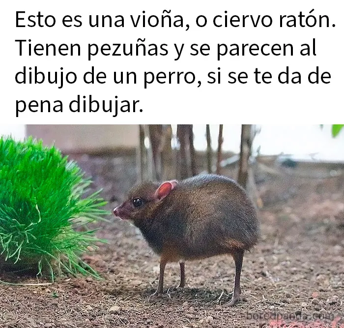 20 Encantadores memes de animales para no pensar en el estado actual del mundo