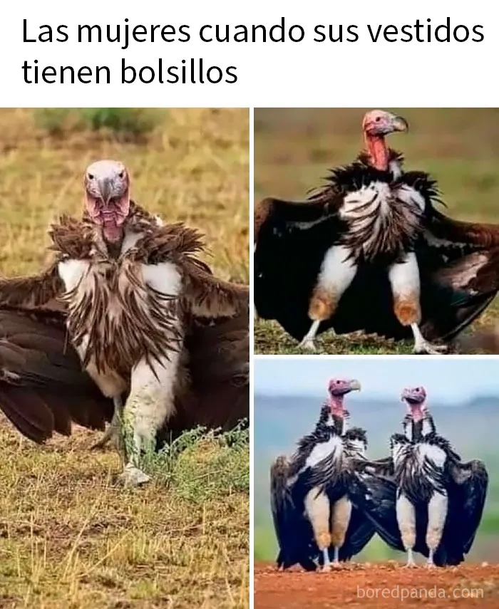 20 Encantadores memes de animales para no pensar en el estado actual del mundo