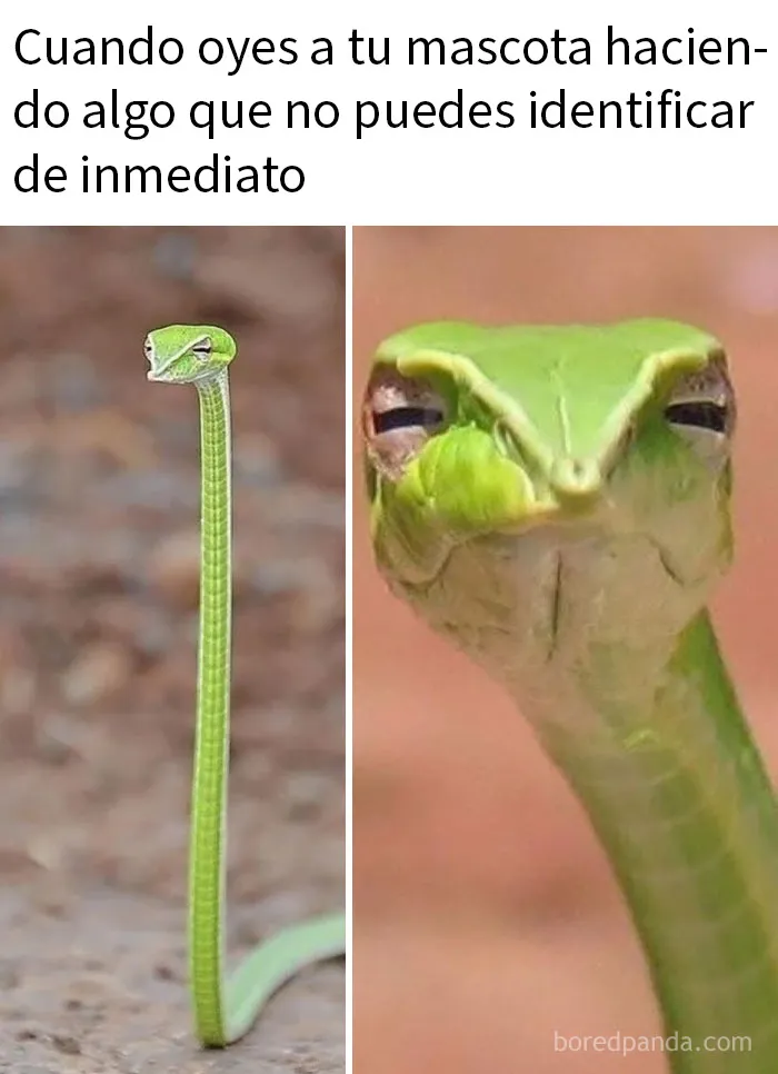 20 Encantadores memes de animales para no pensar en el estado actual del mundo