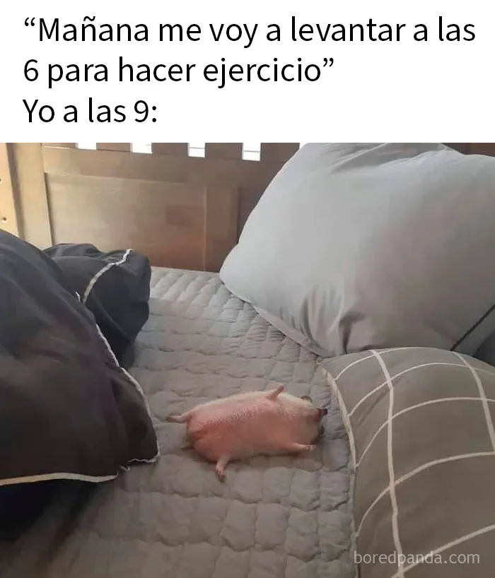 20 Encantadores memes de animales para no pensar en el estado actual del mundo