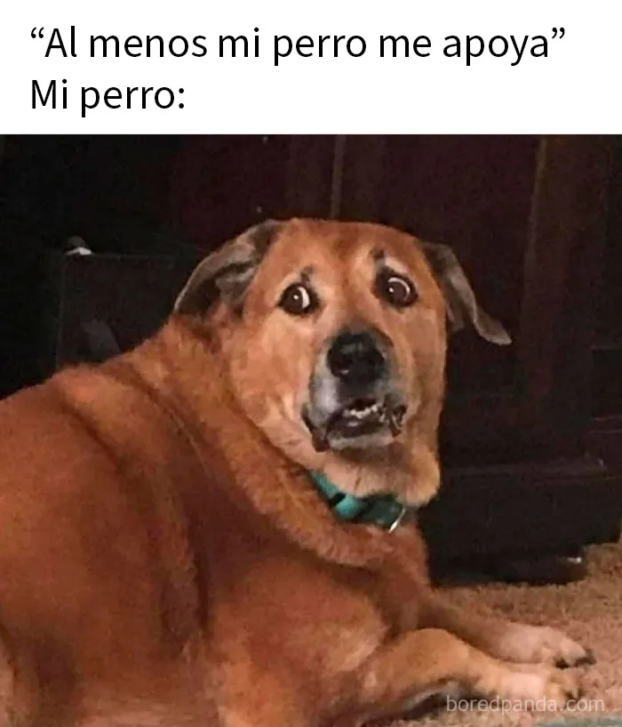 20 Encantadores memes de animales para no pensar en el estado actual del mundo