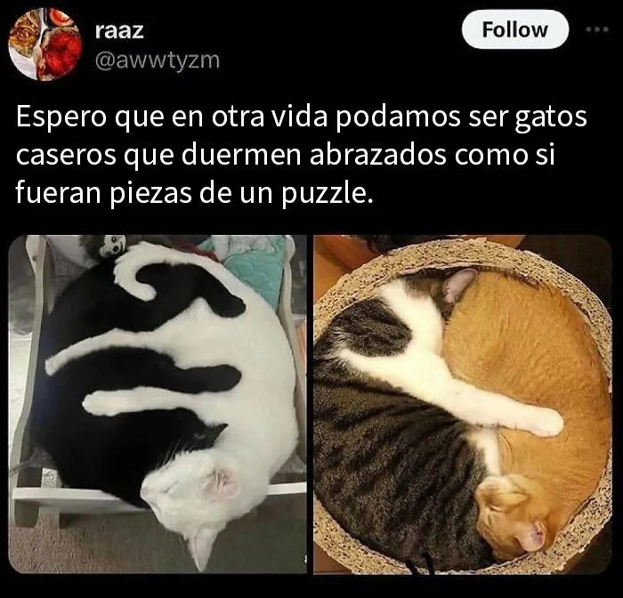 20 Encantadores memes de animales para no pensar en el estado actual del mundo