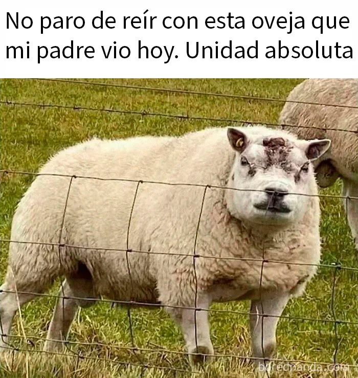 20 Divertidos memes sobre los británicos y su modo de ver la vida