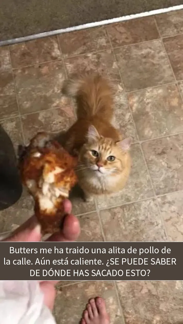 20 Fotos divertidísimas que te harán querer aún más a los animales