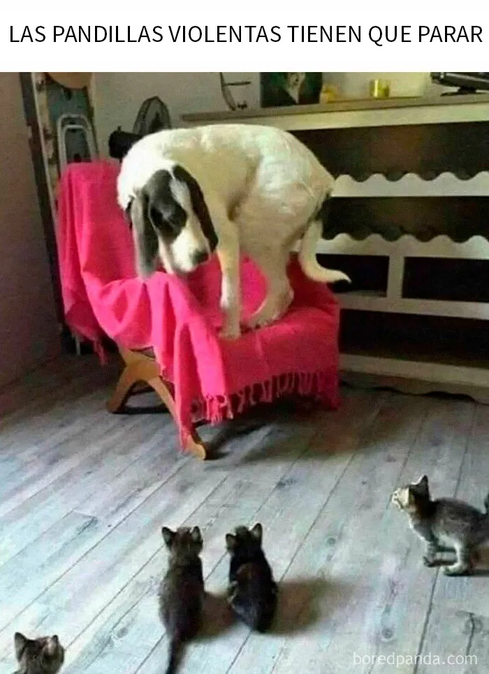 20 Memes gatunos tan divertidos como adorables para calentarte el alma