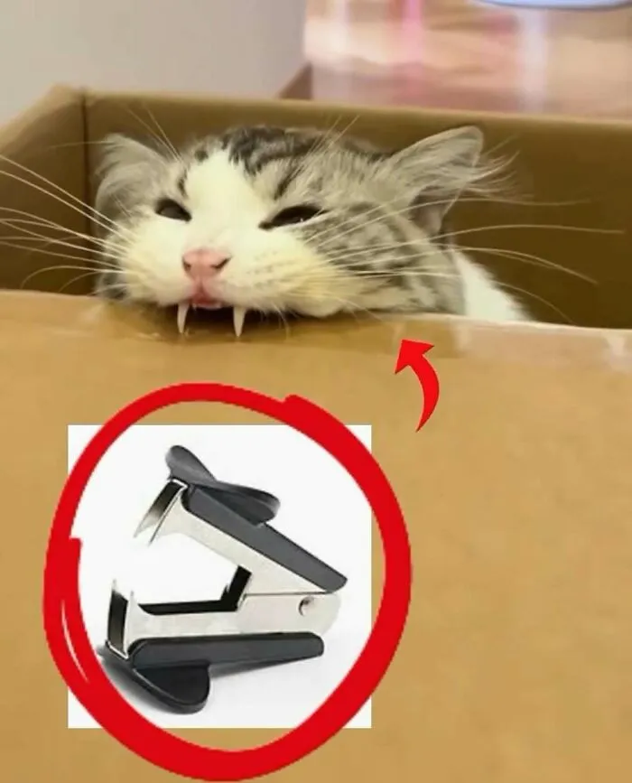20 Memes gatunos tan divertidos como adorables para calentarte el alma