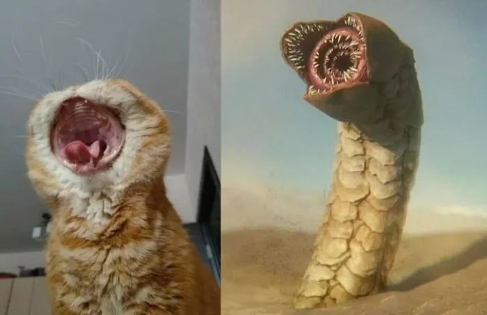 20 Memes gatunos tan divertidos como adorables para calentarte el alma