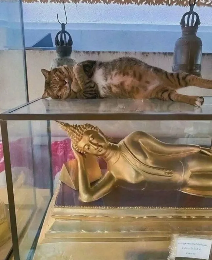 20 Memes gatunos tan divertidos como adorables para calentarte el alma