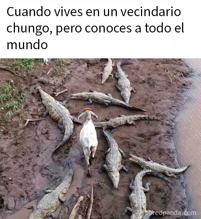 20 Divertidos memes que te atacan personalmente