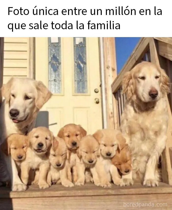 20 Fotos divertidísimas que te harán querer aún más a los animales