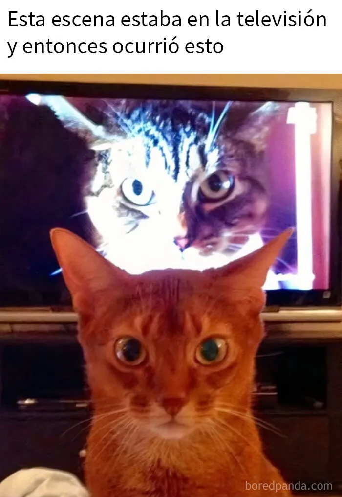 20 Fotos divertidísimas que te harán querer aún más a los animales