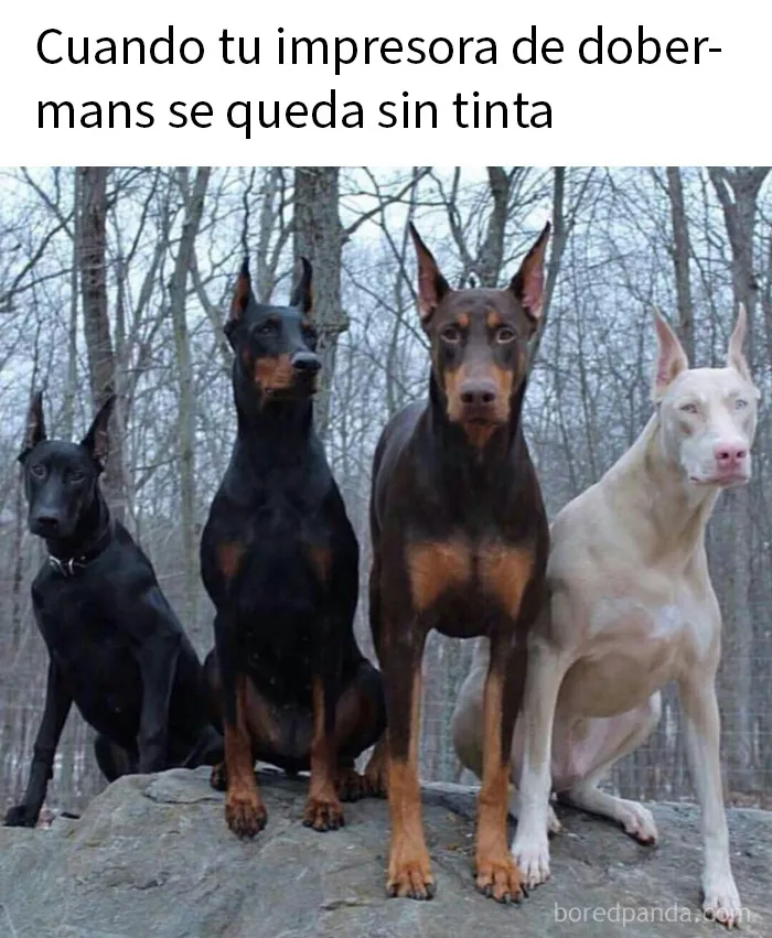 20 Fotos divertidísimas que te harán querer aún más a los animales