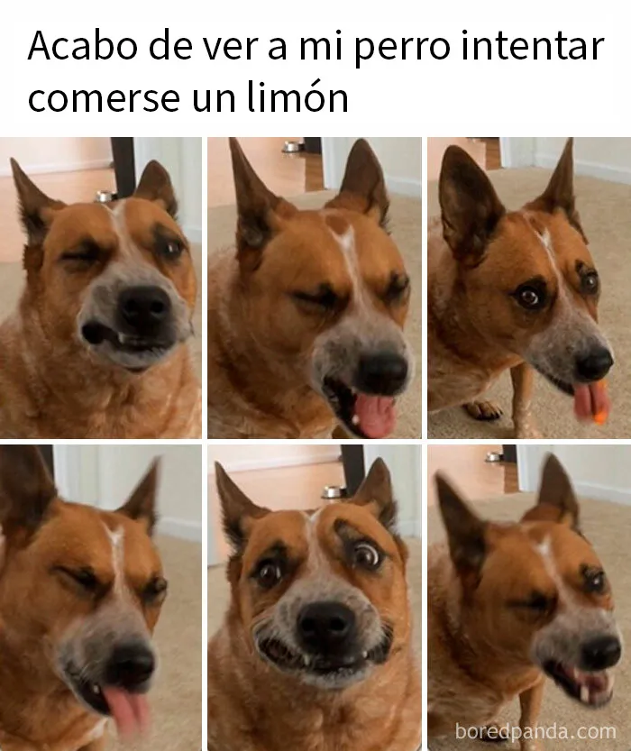 20 Fotos divertidísimas que te harán querer aún más a los animales