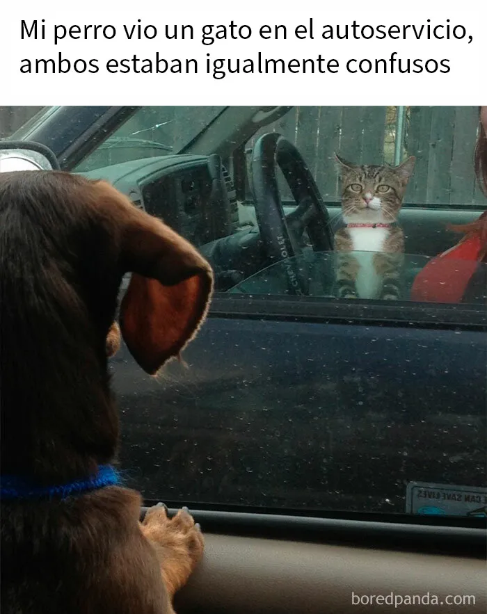 20 Fotos divertidísimas que te harán querer aún más a los animales