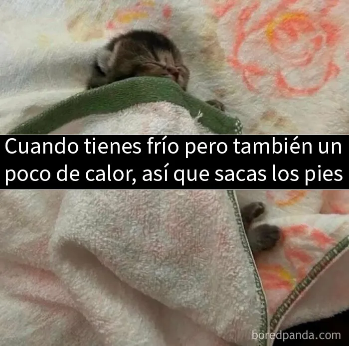 20 Fotos divertidísimas que te harán querer aún más a los animales