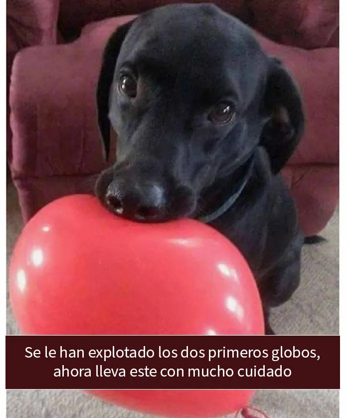 20 Fotos divertidísimas que te harán querer aún más a los animales