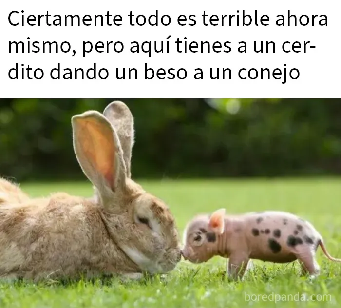 20 Fotos divertidísimas que te harán querer aún más a los animales