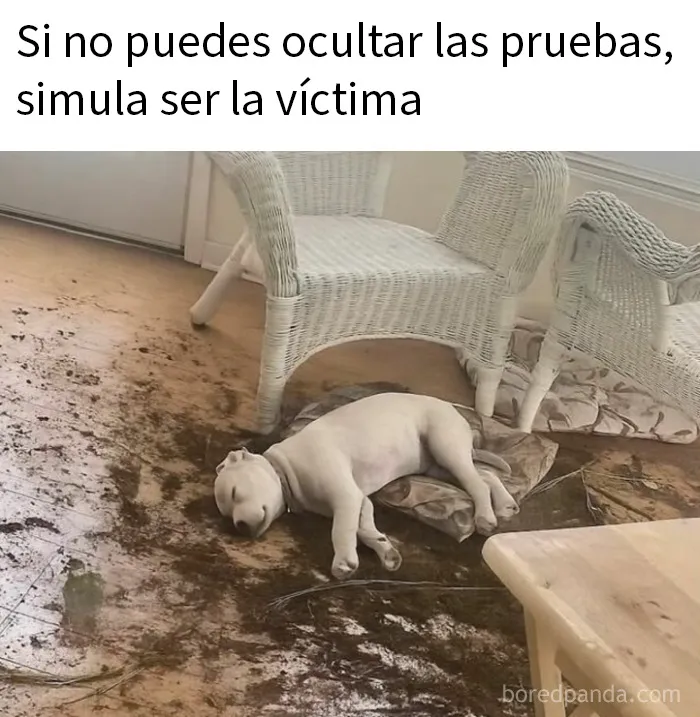 20 Fotos divertidísimas que te harán querer aún más a los animales
